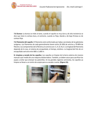 Escuela Profesional de Agronomía Dra. Analí Lizárraga F.
7.6 Dureza: La dureza se mide al tacto, cuando el capullo es muy duro y de alta resistencia se
dice que tiene la corteza dura, al contrario, cuando es flojo, blando y de baja firmeza es de
corteza floja.
7.6 Filamento del capullo: El filamento está conformado por babas secretadas de las glándulas
serígenas. Los filamentos de seda generalmente tienen entre 20-30% de sericina y 70-80% de
fibroína. Los componentes de la fibroína y la sericina son: C, H, O, N y S. La longitud del filamento
depende de la raza, el sistema de encapullado, el tiempo, etcétera. La longitud del hilo de un
encapullado varía de entre 800 a 1,400 m.
8. Limpieza y secado de los capullos: Los capullos se limpian de la borra externa de manera
manual o por medio de una máquina desborradora. También, se deben secar para sacrificar las
pupas y evitar que emerjan las palomillas. En las grandes regiones sericícolas, los capullos ya
limpios se llevan a un centro de acopio para su secado o venta. (Figura 15).
 