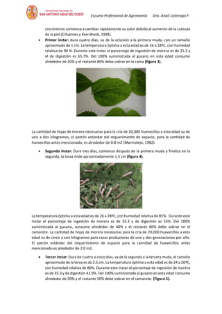 Escuela Profesional de Agronomía Dra. Analí Lizárraga F.
crecimiento comienza a cambiar rápidamente su color debido al aumento de la cutícula
de la piel (Cifuentes y Kee-Wook, 1998).
• Primer ínstar: dura cuatro días, va de la eclosión a la primera muda, con un tamaño
aproximado de 1 cm. La temperatura óptima a esta edad es de 26 a 28ºC, con humedad
relativa de 90 %. Durante este ínstar el porcentaje de ingestión de morera es de 25.2 y
el de digestión es 65.7%. Del 100% suministrada al gusano en esta edad consume
alrededor de 20% y el restante 80% debe sobrar en la cama (figura 3).
La cantidad de hojas de morera necesarias para la cría de 20,000 huevecillos a esta edad va de
uno a dos kilogramos, el patrón estándar del requerimiento de espacio, para la cantidad de
huevecillos antes mencionado, es alrededor de 0.8 m2 (Marmolejo, 1982).
• Segundo ínstar: Dura tres días, comienza después de la primera muda y finaliza en la
segunda, la larva mide aproximadamente 1.5 cm (figura 4).
La temperatura óptima a esta edad es de 26 a 28ºC, con humedad relativa de 85%. Durante este
ínstar el porcentaje de ingestión de morera es de 35.3 y de digestión es 53%. Del 100%
suministrada al gusano, consume alrededor de 40% y el restante 60% debe sobrar en el
camarote. La cantidad de hojas de morera necesarias para la cría de 20,000 huevecillos a esta
edad va de cinco a seis kilogramos para razas productoras de una y dos generaciones por año.
El patrón estándar del requerimiento de espacio para la cantidad de huevecillos antes
mencionado es alrededor de 2.0 m2.
• Tercer ínstar: Dura de cuatro a cinco días, va de la segunda a la tercera muda, el tamaño
aproximado de la larva es de 2.5 cm. La temperatura óptima a esta edad es de 24 a 26ºC,
con humedad relativa de 80%. Durante este ínstar el porcentaje de ingestión de morera
es de 35.3 y de digestión 42.9%. Del 100% suministrada al gusano en esta edad consume
alrededor de 50% y el restante 50% debe sobrar en el camarote. (Figura 5).
 