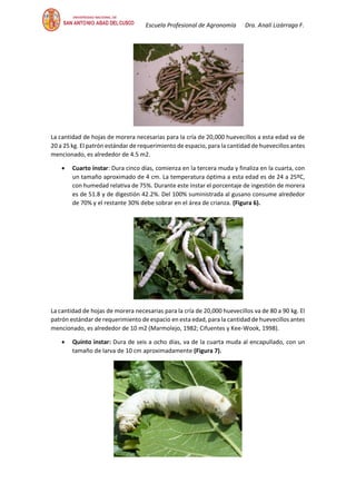 Escuela Profesional de Agronomía Dra. Analí Lizárraga F.
La cantidad de hojas de morera necesarias para la cría de 20,000 huevecillos a esta edad va de
20 a 25 kg. El patrón estándar de requerimiento de espacio, para la cantidad de huevecillos antes
mencionado, es alrededor de 4.5 m2.
• Cuarto ínstar: Dura cinco días, comienza en la tercera muda y finaliza en la cuarta, con
un tamaño aproximado de 4 cm. La temperatura óptima a esta edad es de 24 a 25ºC,
con humedad relativa de 75%. Durante este ínstar el porcentaje de ingestión de morera
es de 51.8 y de digestión 42.2%. Del 100% suministrada al gusano consume alrededor
de 70% y el restante 30% debe sobrar en el área de crianza. (Figura 6).
La cantidad de hojas de morera necesarias para la cría de 20,000 huevecillos va de 80 a 90 kg. El
patrón estándar de requerimiento de espacio en esta edad, para la cantidad de huevecillos antes
mencionado, es alrededor de 10 m2 (Marmolejo, 1982; Cifuentes y Kee-Wook, 1998).
• Quinto ínstar: Dura de seis a ocho días, va de la cuarta muda al encapullado, con un
tamaño de larva de 10 cm aproximadamente (Figura 7).
 
