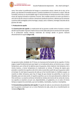 Escuela Profesional de Agronomía Dra. Analí Lizárraga F.
cama. Para evitar la proliferación de hongos es conveniente colocar, dentro de la sala, cal en
piedra, que absorbe la humedad excesiva. Cuando el problema es lo contrario, es decir, falta de
humedad, entonces es recomendable regar la sala de tiempo en tiempo durante el día y colocar
trozos de esponja húmeda en distintos rincones. Otra medida sanitaria es evitar que dentro o
cerca de la sala de crianza se utilicen o almacenen productos químicos, además que las ventanas
y puertas estén protegidas contra hormigas, avispas, aves o roedores, enemigos naturales de los
gusanos de seda.
7. Producción de capullo
7.1 Construcción del capullo: La maduración de los gusanos sucede entre el octavo o noveno
día de la quinta edad. El gusano maduro busca el sitio adecuado para la construcción del capullo.
En la producción existen diversos materiales de montaje donde el gusano realizará
eficientemente el capullo (Figura 10).
Los gusanos tardan alrededor de 72 horas en el proceso de formación de los capullos. El clima
juega un papel fundamental para que logren su la maduración plena; así tenemos que, a mayor
temperatura, por arriba de los óptimos para los gusanos, éstos maduran más temprano, de la
misma manera, a menor temperatura la maduración se retrasa. El tiempo de espera para
proceder a cosechar los capullos es de entre siete y nueve días a partir de que los gusanos suben
al montaje. En este lapso los gusanos de seda ya se han transformado en crisálidas o pupas. La
cosecha no debe retrasarse, pues hay el riesgo de que emerjan las palomillas, lo cual no es
deseable, pues con esta acción, el capullo se perfora y ya no sirve para devanarlo y obtener los
hilos continuos. La cosecha comienza retirando los residuos de morera de las camas de crianza.
Los capullos se cosechan uno por uno, depositándolos, sin golpearlos, en un cesto. Al mismo
tiempo se separan los anormales, que son los dobles, manchados, muertos e incompletos.
7.2 Características productivas del capullo: El capullo de seda es una estructura de protección
que los gusanos construyen con un único filamento de seda, antes de su transformación en
mariposa (Figura 11).
 