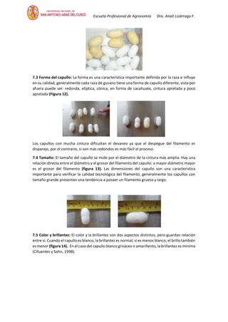 Escuela Profesional de Agronomía Dra. Analí Lizárraga F.
7.3 Forma del capullo: La forma es una característica importante definida por la raza e influye
en su calidad, generalmente cada raza de gusano tiene una forma de capullo diferente, vista por
afuera puede ser: redonda, elíptica, cónica, en forma de cacahuate, cintura apretada y poco
apretada (Figura 12).
Los capullos con mucha cintura dificultan el devaneo ya que el despegue del filamento es
disparejo, por el contrario, si son más redondos es más fácil el proceso.
7.4 Tamaño: El tamaño del capullo se mide por el diámetro de la cintura más amplia. Hay una
relación directa entre el diámetro y el grosor del filamento del capullo: a mayor diámetro mayor
es el grosor del filamento (figura 13). Las dimensiones del capullo son una característica
importante para verificar la calidad tecnológica del filamento, generalmente los capullos con
tamaño grande presentan una tendencia a poseer un filamento grueso y largo.
7.5 Color y brillantez: El color y la brillantez son dos aspectos distintos, pero guardan relación
entre sí. Cuando el capullo es blanco, la brillantez es normal; si es menos blanco, el brillo también
es menor (figura 14). En el caso del capullo blanco grisáceo o amarillento, la brillantez es mínima
(Cifuentes y Sohn, 1998).
 