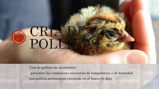 Cría de pollitos en incubadora:
garantiza las condiciones necesarias de temperatura y de humedad
Los pollitos permanecen creciendo en el huevo 21 días
 