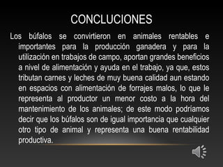 CONCLUCIONES
Los búfalos se convirtieron en animales rentables e
importantes para la producción ganadera y para la
utilización en trabajos de campo, aportan grandes beneficios
a nivel de alimentación y ayuda en el trabajo, ya que, estos
tributan carnes y leches de muy buena calidad aun estando
en espacios con alimentación de forrajes malos, lo que le
representa al productor un menor costo a la hora del
mantenimiento de los animales; de este modo podríamos
decir que los búfalos son de igual importancia que cualquier
otro tipo de animal y representa una buena rentabilidad
productiva.
 