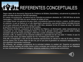 REFERENTES CONCEPTUALES
Según datos de la Asociación Nacional de Criaderos de Búfalos (Asobúfalos), actualmente la población de
estos animales alcanza los 380.000 ejemplares.
En cuanto a la producción, se estima que en Colombia se producen alrededor de 1.283.540 litros de leche
mensuales y 1.425.000 kilos de carne cebada de búfalo al mes.
Los búfalos tienen una ganancia de peso diaria, promediando época de invierno y verano, de 650 gramos
en pastoreo, lo que se traduce en un alto desempeño reproductivo, que permite obtener animales jóvenes
con el peso adecuado de sacrificio, entre 440 y 460 kilos, alrededor de los 20 meses de edad. Se estima
el sacrificio anual en el país de unos 60.000 bubillos.
Para Mariano Gutiérrez, propietario de la Bufalera los Pájaros y la Borinqueña, estas características se
constituyen en una ventaja competitiva frente a la cría de ganado vacuno, pues cuando están novillos
necesitan más de 28 meses para llegar a 500 kilos y poder someterlos a sacrificio.
Sumado a ello, se destaca en las especies bufalinas la capacidad de dar cría cada 11 meses, lo que no
ocurre con las vacas, que deben esperar de 16 a 18 meses para volver a criar.
Ante ello, la longevidad o vida útil de las hembras reproductoras se calcula en más de 20 años, mientras
que las vacas a los 10 años dejan de dar cría, por lo que para el ganadero es necesario reemplazarlas, lo
que significan importantes inversiones.
Sin embargo, las ventajas competitivas de la actividad bufalera no acaban ahí. Expertos en ganadería
afirman que las ventajas del búfalo frente a otros rumiantes que producen carne y leche se ven reflejadas
en tres componentes: eficiencia biológica, eficiencia zootécnica y rendimientos económicos.
 