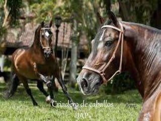 Criadero de caballos
«JAP»
 