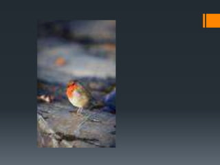 Criadero del pla de l’estany