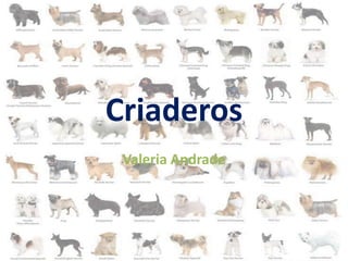 Criaderos
Valeria Andrade
 