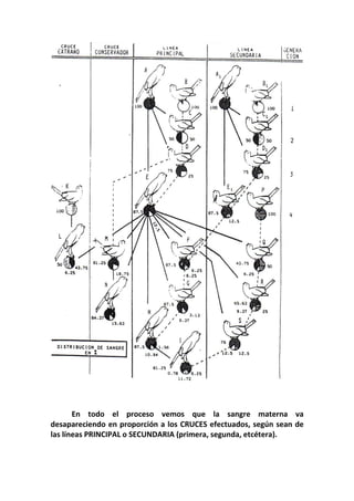En todo el proceso vemos que la sangre materna va
desapareciendo en proporción a los CRUCES efectuados, según sean de
las líneas PRINCIPAL o SECUNDARIA (primera, segunda, etcétera).
 