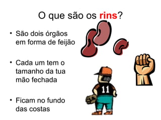 O que são os  rins ? São dois órgãos em forma de feijão Cada um tem o tamanho da tua mão fechada Ficam no fundo das costas 