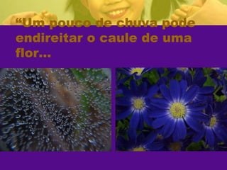 “Um pouco de chuva pode endireitar o caule de uma flor...