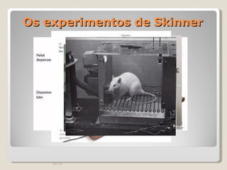 Os experimentos de Skinner 00:20 