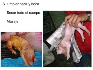 3. Limpiar nariz y boca
Secar todo el cuerpo
Masaje
 