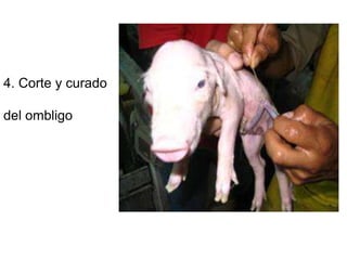 4. Corte y curado
del ombligo
 