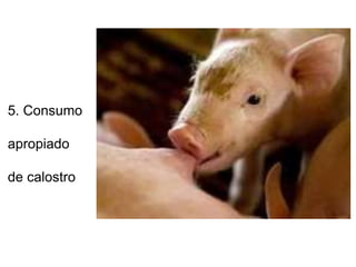 5. Consumo
apropiado
de calostro
 