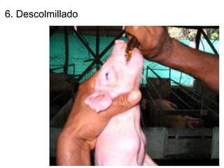 6. Descolmillado
 