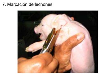 7. Marcación de lechones
 