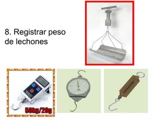 8. Registrar peso
de lechones
 
