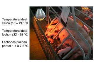 Temperatura ideal
cerda (10 – 21° C)
Temperatura ideal
lechon (32 - 38 °C)
Lechones pueden
perder 1.7 a 7.2 ºC
 