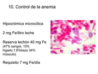 10. Control de la anemia
Hipocrómica microcítica
2 mg Fe/litro leche
Reserva lechón 40 mg Fe
(47% sangre, 15%
higado,1.6%bazo 34%
músculo)
Requisito 7 mg Fe/día
 
