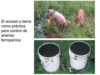 El acceso a tierra
como práctica
para control de
anemia
ferropenica
 