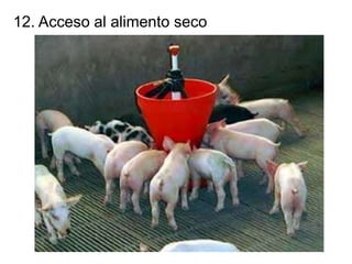 12. Acceso al alimento seco
 