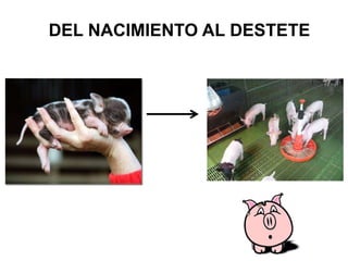 DEL NACIMIENTO AL DESTETE
 