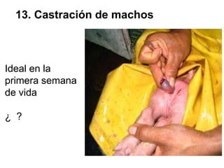 13. Castración de machos
Ideal en la
primera semana
de vida
¿ ?
 