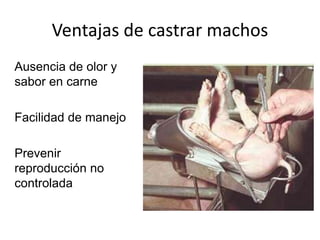 Ventajas de castrar machos
Ausencia de olor y
sabor en carne
Facilidad de manejo
Prevenir
reproducción no
controlada
 