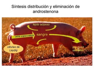 Síntesis distribución y eliminación de
androstenona
 