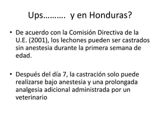 Ups………. y en Honduras?
• De acuerdo con la Comisión Directiva de la
U.E. (2001), los lechones pueden ser castrados
sin anestesia durante la primera semana de
edad.
• Después del día 7, la castración solo puede
realizarse bajo anestesia y una prolongada
analgesia adicional administrada por un
veterinario
 