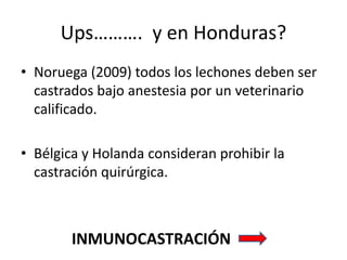 Ups………. y en Honduras?
• Noruega (2009) todos los lechones deben ser
castrados bajo anestesia por un veterinario
calificado.
• Bélgica y Holanda consideran prohibir la
castración quirúrgica.
INMUNOCASTRACIÓN
 