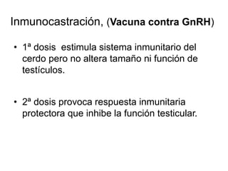 Inmunocastración, (Vacuna contra GnRH)
• 1ª dosis estimula sistema inmunitario del
cerdo pero no altera tamaño ni función de
testículos.
• 2ª dosis provoca respuesta inmunitaria
protectora que inhibe la función testicular.
 