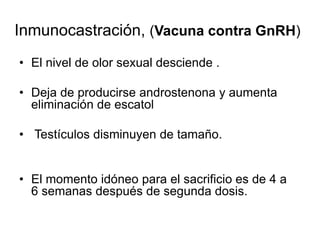 Inmunocastración, (Vacuna contra GnRH)
• El nivel de olor sexual desciende .
• Deja de producirse androstenona y aumenta
eliminación de escatol
• Testículos disminuyen de tamaño.
• El momento idóneo para el sacrificio es de 4 a
6 semanas después de segunda dosis.
 