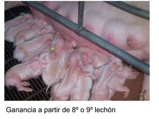 Ganancia a partir de 8º o 9º lechón
 