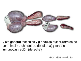 Vista general testículos y glándulas bulbouretrales de
un animal macho entero (izquierda) y macho
inmunocastración (derecha)
Gispert y Font i Furnol, 2011
 