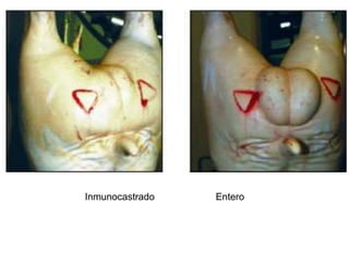 Inmunocastrado Entero
 