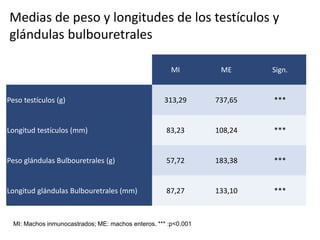 MI ME Sign.
Peso testículos (g) 313,29 737,65 ***
Longitud testículos (mm) 83,23 108,24 ***
Peso glándulas Bulbouretrales (g) 57,72 183,38 ***
Longitud glándulas Bulbouretrales (mm) 87,27 133,10 ***
MI: Machos inmunocastrados; ME: machos enteros. *** :p<0.001
Medias de peso y longitudes de los testículos y
glándulas bulbouretrales
 