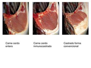 Carne cerdo
entero
Carne cerdo
inmunocastrado
Castrado forma
convencional
 