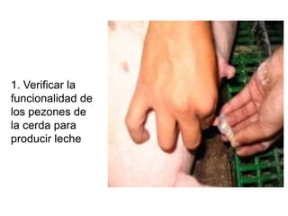 1. Verificar la
funcionalidad de
los pezones de
la cerda para
producir leche
 