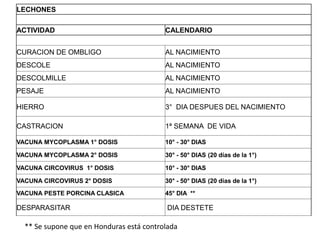 LECHONES
ACTIVIDAD CALENDARIO
CURACION DE OMBLIGO AL NACIMIENTO
DESCOLE AL NACIMIENTO
DESCOLMILLE AL NACIMIENTO
PESAJE AL NACIMIENTO
HIERRO 3° DIA DESPUES DEL NACIMIENTO
CASTRACION 1ª SEMANA DE VIDA
VACUNA MYCOPLASMA 1° DOSIS 10° - 30° DIAS
VACUNA MYCOPLASMA 2° DOSIS 30° - 50° DIAS (20 días de la 1°)
VACUNA CIRCOVIRUS 1° DOSIS 10° - 30° DIAS
VACUNA CIRCOVIRUS 2° DOSIS 30° - 50° DIAS (20 días de la 1°)
VACUNA PESTE PORCINA CLASICA 45° DIA **
DESPARASITAR DIA DESTETE
** Se supone que en Honduras está controlada
 