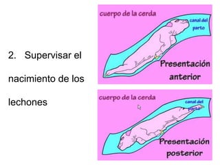 2. Supervisar el
nacimiento de los
lechones
 