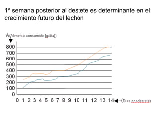 1ª semana posterior al destete es determinante en el
crecimiento futuro del lechón
 