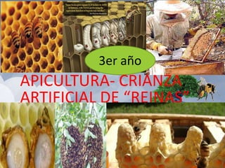 APICULTURA- CRIANZA
ARTIFICIAL DE “REINAS”
3er año
 