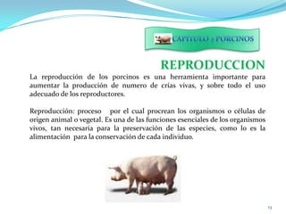 REPRODUCCION
La reproducción de los porcinos es una herramienta importante para
aumentar la producción de numero de crías ...