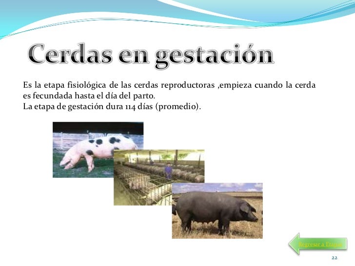 Crianza cerdos