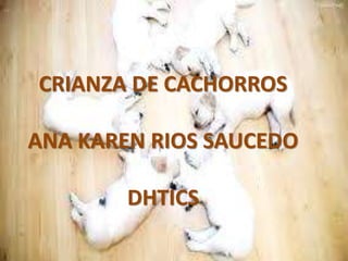 CRIANZA DE CACHORROS
ANA KAREN RIOS SAUCEDO
DHTICS
 