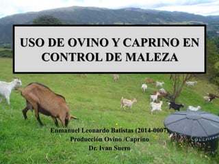 USO DE OVINO Y CAPRINO EN
CONTROL DE MALEZA
Enmanuel Leonardo Batistas (2014-0007)
Producción Ovino /Caprino
Dr. Ivan Suero
 