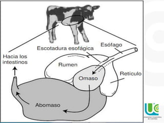 La digestión de leche se lleva principalmente
por los ácidos y las enzimas producidas en el
abomaso.
Leche entera Abomaso ...