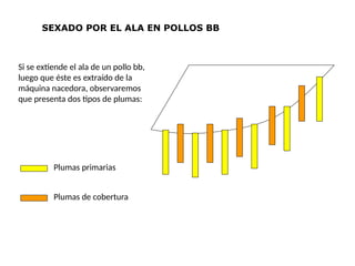 Plumas primarias
Plumas de cobertura
SEXADO POR EL ALA EN POLLOS BB
Si se extiende el ala de un pollo bb,
luego que éste es extraído de la
máquina nacedora, observaremos
que presenta dos tipos de plumas:
 