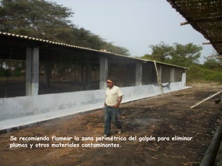 Se recomienda flamear la zona perimétrica del galpón para eliminar
plumas y otros materiales contaminantes.
 